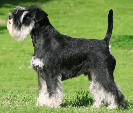 SCHNAUZER PITIC